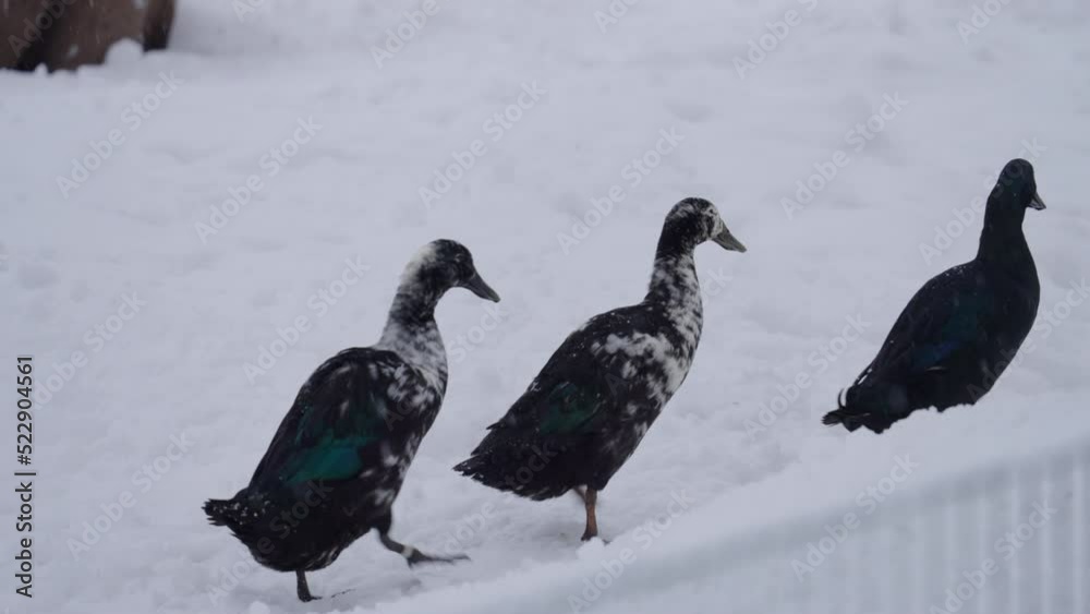 Ducks Walking On Snow Covered Land In Forest - Thuringia, Germany Ducks Walking On Snow Covered Land In Forest - Thuringia, Germany