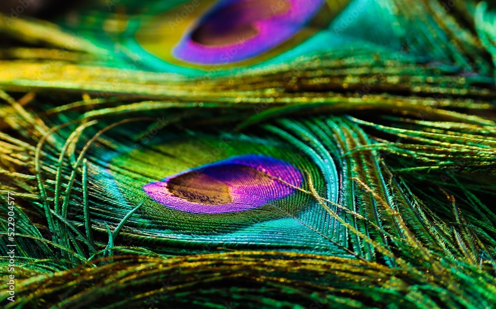 Fototapeta premium Beautiful, shiny, bright, peacock feather closeup. Isolated.