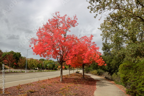 A bright red Japanese Maple in October, San Ramon, California