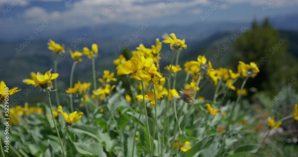 Canola flowers blowing in wind in alpine meadow overlooking mountains