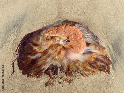Гигантская медуза волосистая цианея выброшенная на песок отливом на берегу Баренцева моря