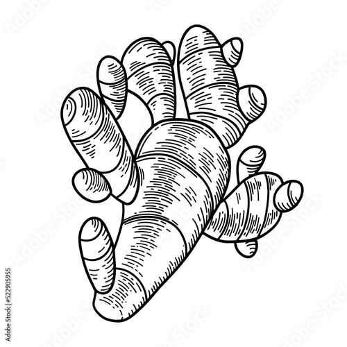 Ginger root. Hand drawn vector illustration.