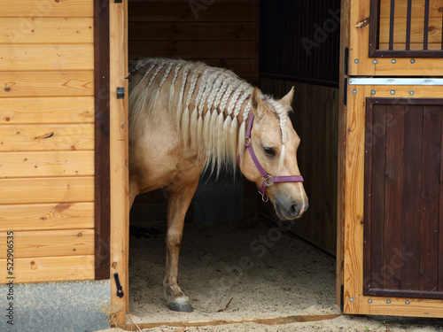 Beauty cremello pony in stable door photo