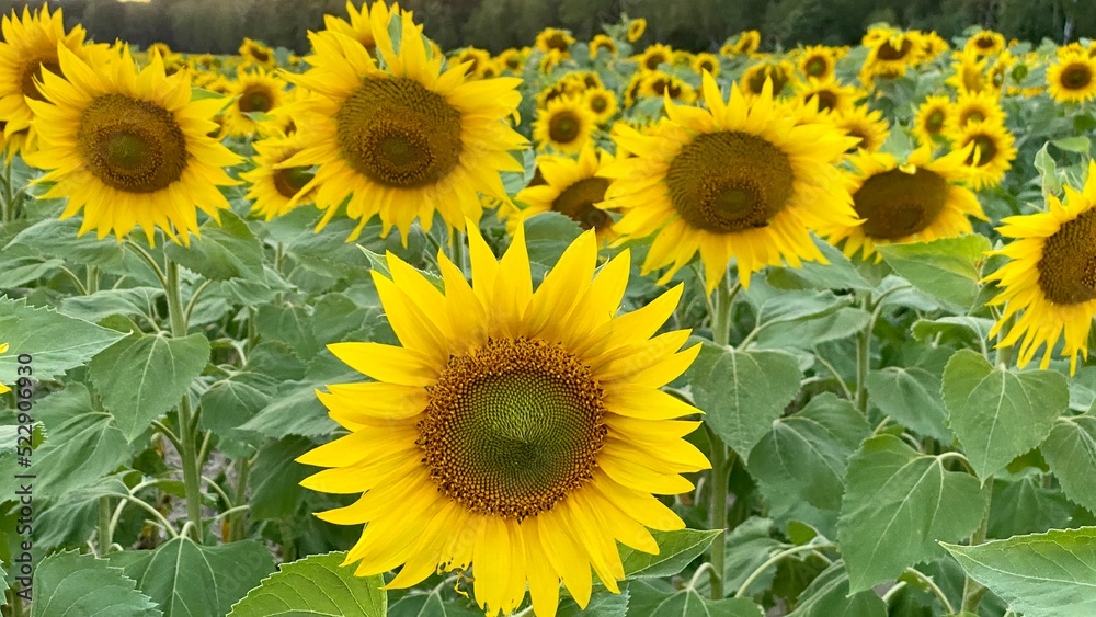 Obraz premium Sunflower field before sunset in Lublin region