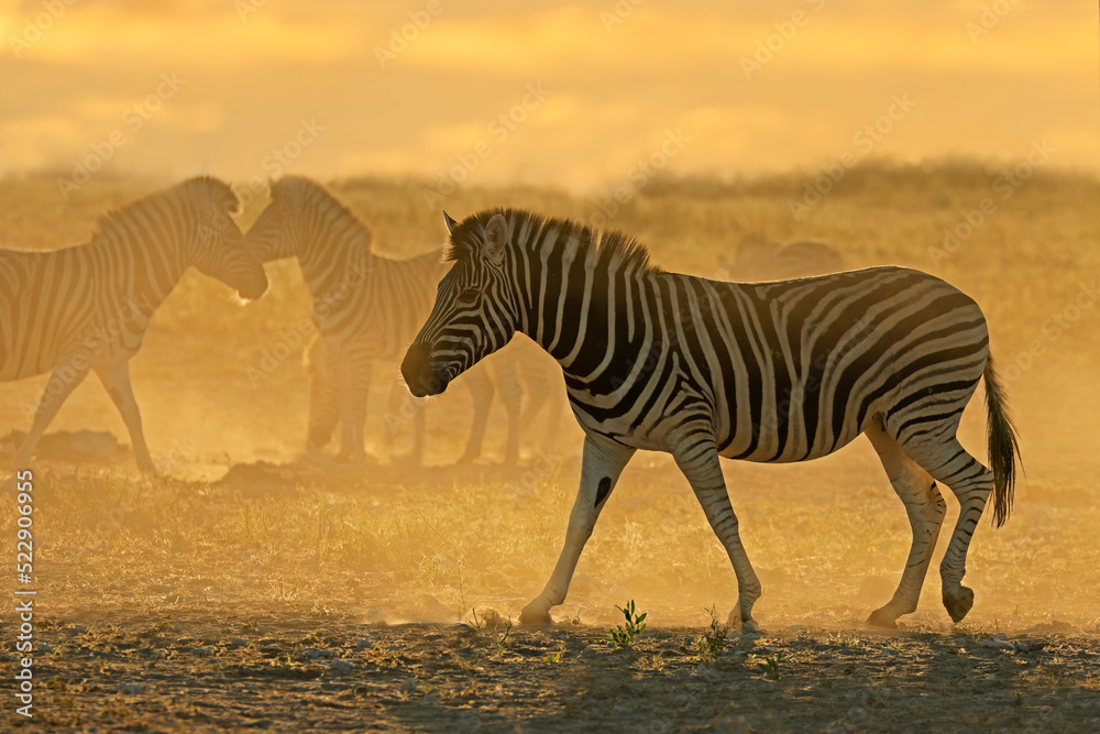 Fototapeta premium Plains zebras (Equus burchelli) in dust at sunrise, Etosha National Park, Namibia.