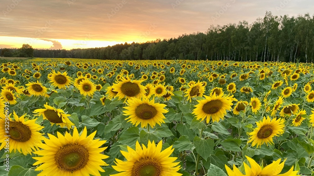Obraz premium Sunflower field before sunset in Lublin region
