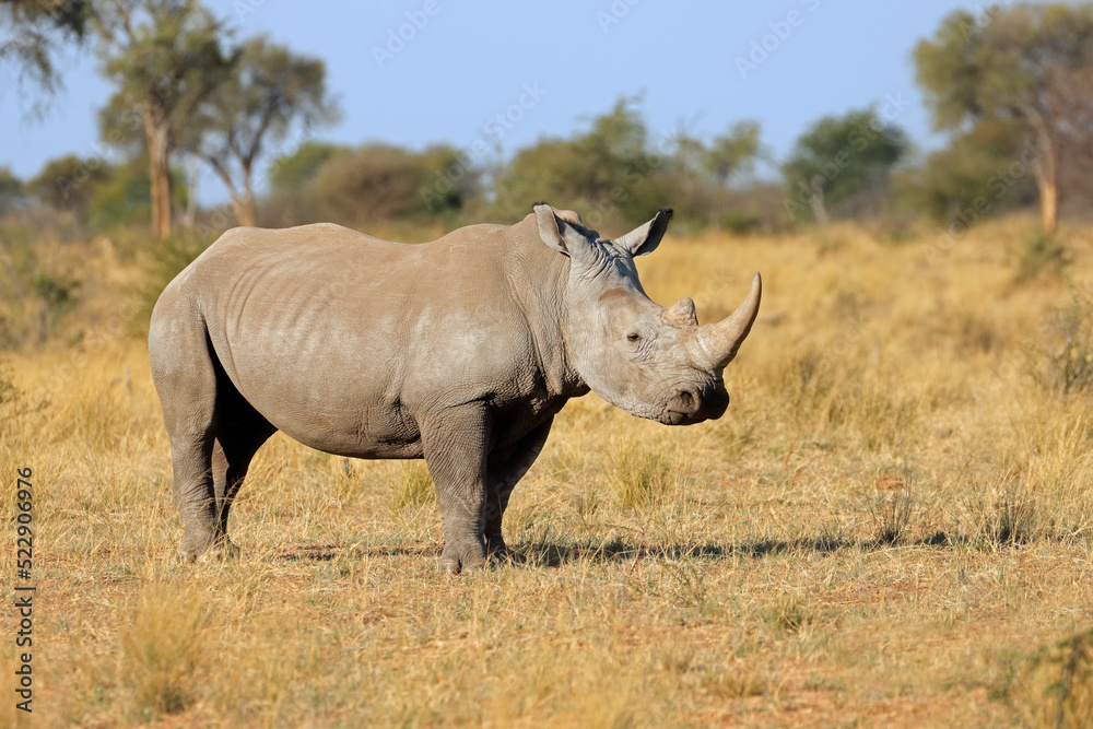 A white rhinoceros (Ceratotherium simum) in natural habitat, South Africa.