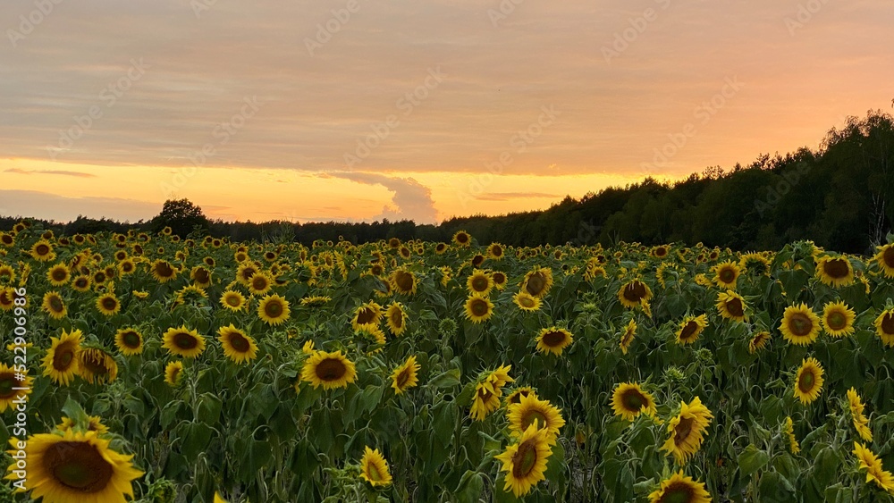 Obraz premium Sunflower field before sunset in Lublin region