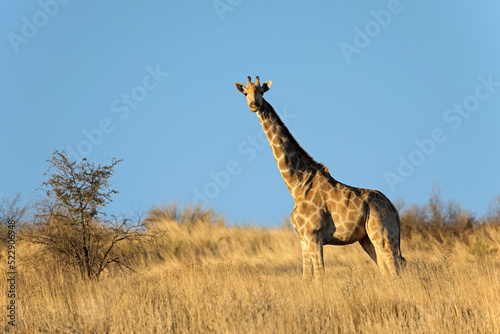 A giraffe (Giraffa camelopardalis) in natural habitat, Kalahari desert, South Africa. © EcoView