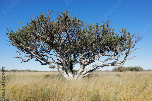 African shepherds tree (Boscia albitrunca) in grassland against a blue sky, South Africa. photo