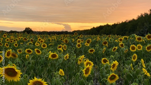 Sunflower field before sunset in Lublin region