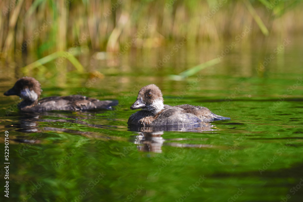 Fototapeta premium ducks in the lake