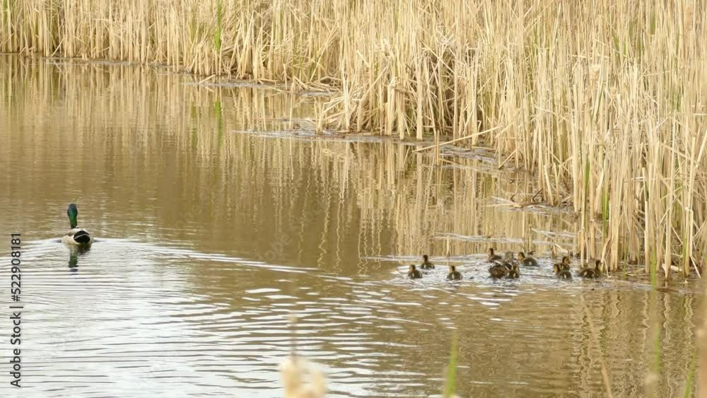 Mallard duck with tiny ducklings swimming in lake water, handheld view Mallard duck with tiny ducklings swimming in lake water, handheld view