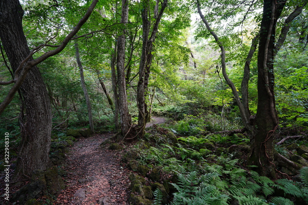 autumn forest path in the sunlight autumn forest path in the sunlight