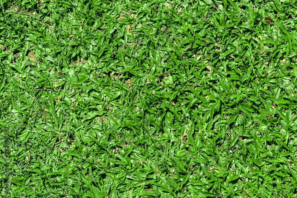 Green grass texture for background. Green grass texture for background.