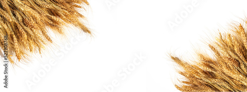 Horizontal long banner with golden ripe ears of oats on an isolated white background. selective focus. ripe ears of barley. Ripening ears of golden wheat. Bread and agriculture