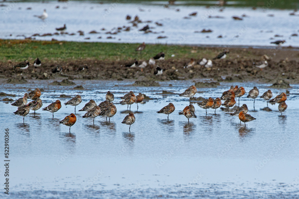 group of small Birds standing in water with reflection group of small Birds standing in water with reflection