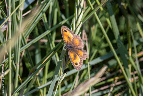 gatekeeper butterfly on reeds with wings open