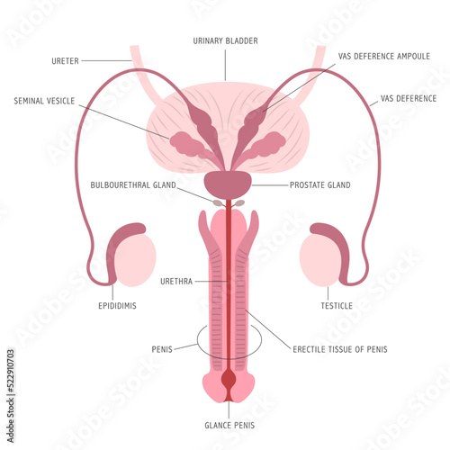 Infographic of the anatomy of male reproductive organs on white background with captions photo