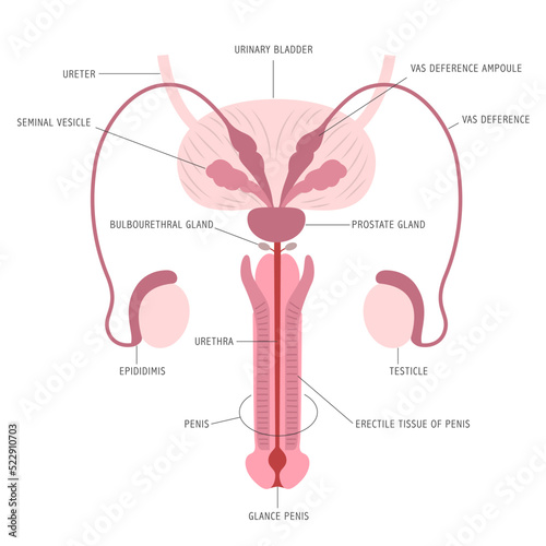 Infographic of the anatomy of male reproductive organs on white background with captions