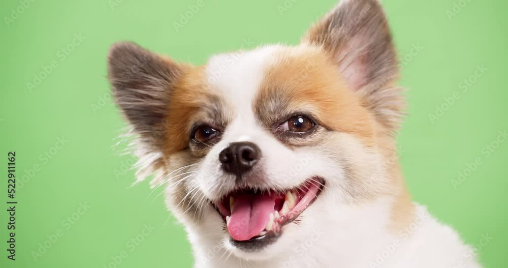 Cute Chihuahua filmed with green background - chroma key in studio