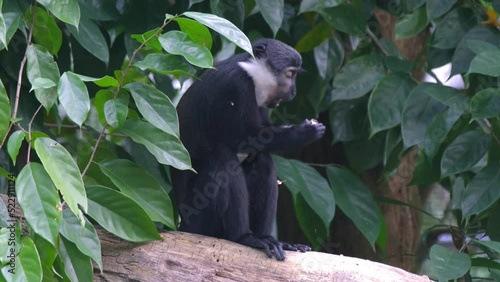 Mountain Monkey (L'Hoest's Monkey) Eating Fruits while sitting on tree trunk photo