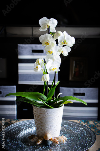 beautiful orchid plant