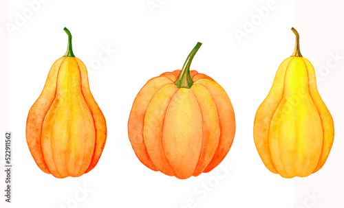 Set of watercolor pumpkins. Autumn pumpkins