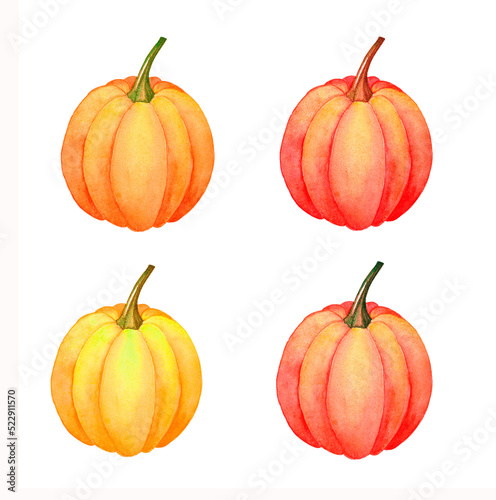 Set of watercolor pumpkins. Autumn pumpkins on a white background