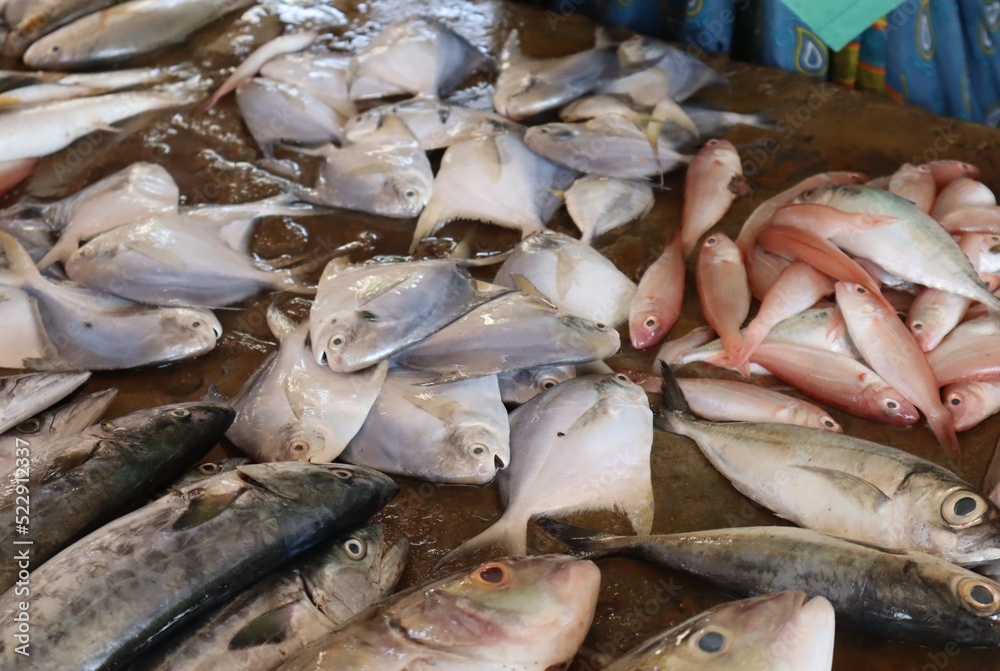 A variety of fish are kept for sale in the market. A variety of fish are kept for sale in the market.
