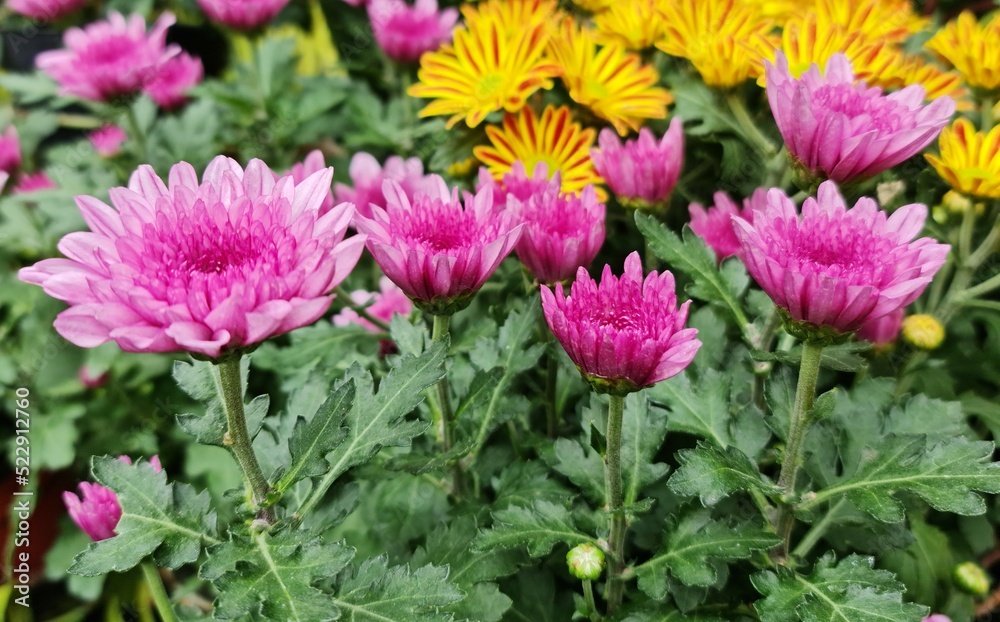 pink and yellow flower pink and yellow flower