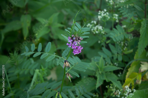 lilac flower close-up in the grass