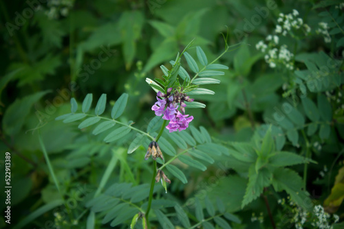lilac flower close-up in the grass