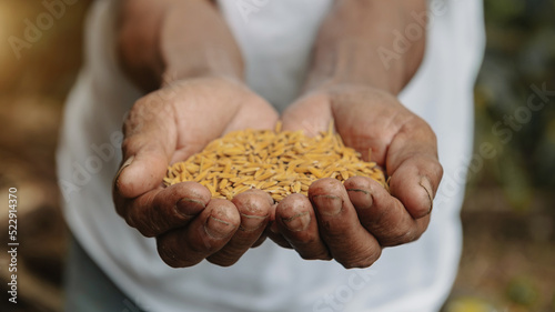 Close up hand holding on seed ,Seeding,Seedling,Agriculture. rice seed..