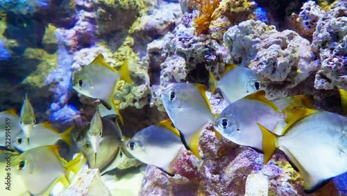 School of Silver moony near corals in a large aquarium in Singapore photo
