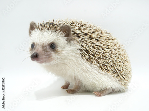 ノーマルカラーのヨツユビハリネズミ