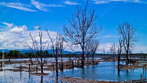 damage to the mangrove ecosystem