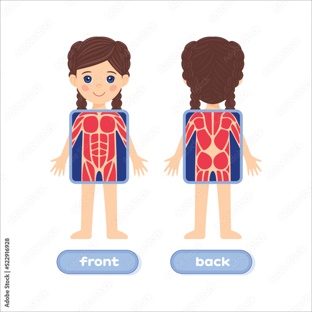 Cute Brunette Girl and the Human Muscular System. X-ray Screen. Front and Back view. Colorful Cartoon style. White background. Image for Anatomy lesson. Vector illustration for Education with Children Cute Brunette Girl and the Human Muscular System. X-ray Screen. Front and Back view. Colorful Cartoon style. White background. Image for Anatomy lesson. Vector illustration for Education with Children