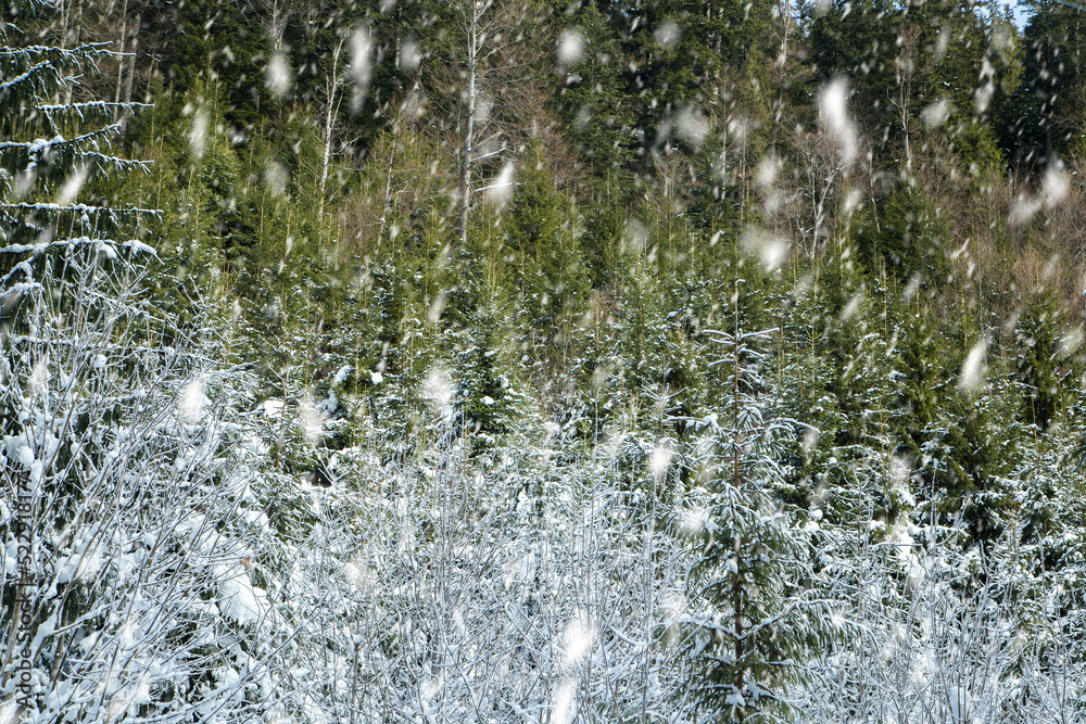 snowfall on the background of coniferous forest on a cold winter day in the mountains. winter landscape snowfall on the background of coniferous forest on a cold winter day in the mountains. winter landscape