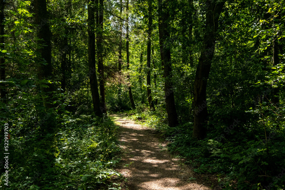 Fototapeta premium Nature reserve Wendelbos, Flevoland province, The Netherlands 