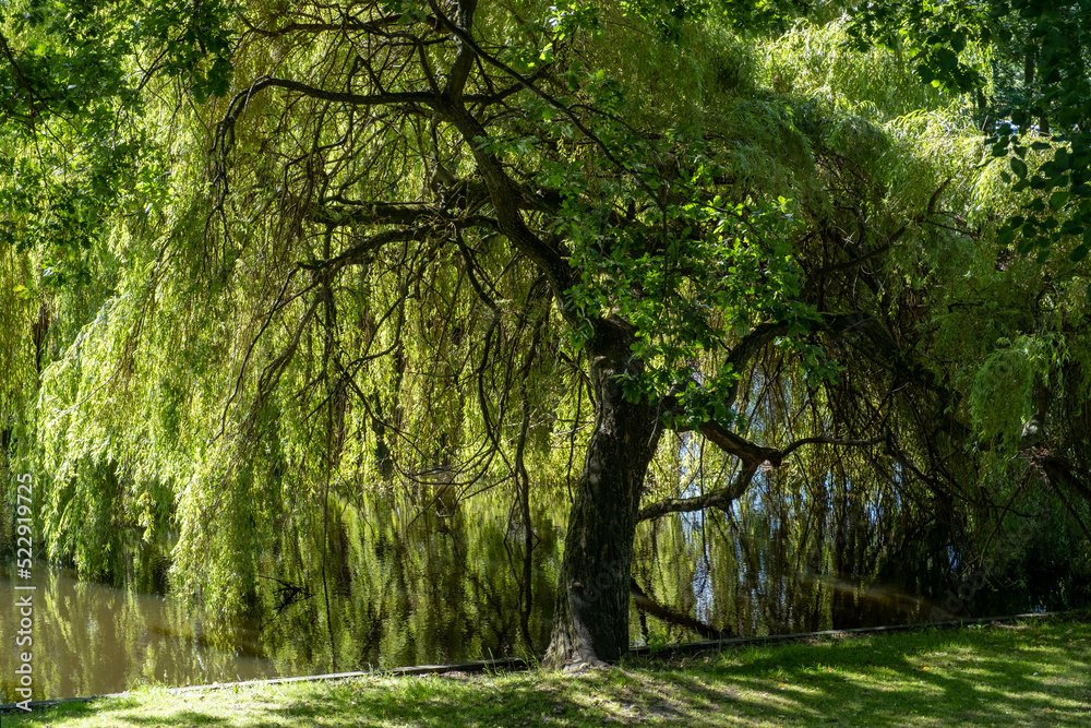 Obraz premium Willow in Elburg, Gelderland province, The Netherlands ||Wilg in Elburg