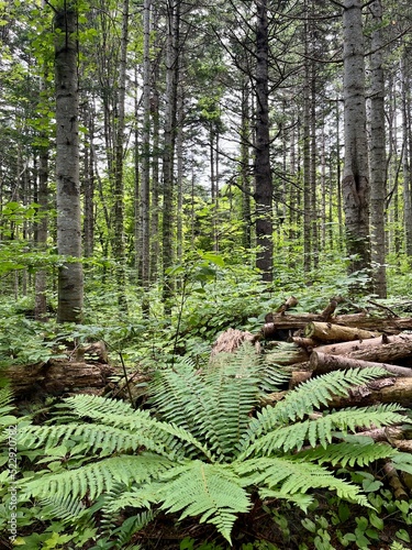 Large fern in a pine forest