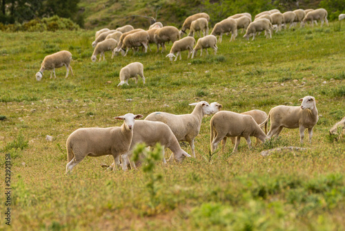 rebaño de ovejas segureñas, El Atunedo, parque natural sierras de Cazorla, Segura y Las Villas, Jaen, Andalucia, Spain