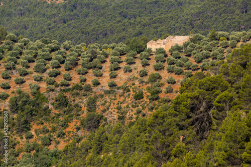 olivar, Hornos, parque natural sierras de Cazorla, Segura y Las Villas, Jaen, Andalucia, Spain photo