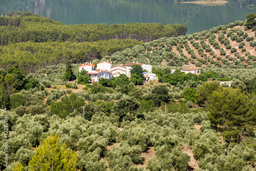 olivar y embalse del Tranco, Hornos, parque natural sierras de Cazorla, Segura y Las Villas, Jaen, Andalucia, Spain photo