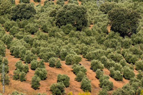 olivar y embalse del Tranco, Hornos, parque natural sierras de Cazorla, Segura y Las Villas, Jaen, Andalucia, Spain photo