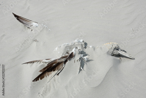 A dead Northern gannet, probably victim of avian influenza, washed up on the beach and partially buried under the sand
