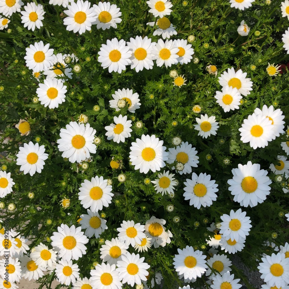 A field of daisie A field of daisie