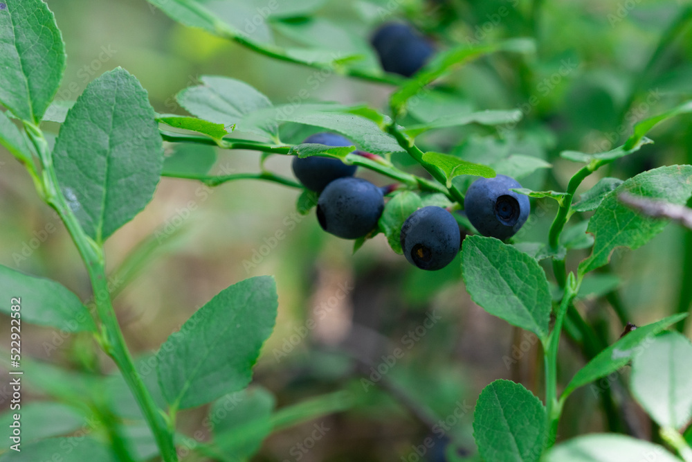 wild bush of blueberry with fruits in sunny forest during summer. wild bush of blueberry with fruits in sunny forest during summer.