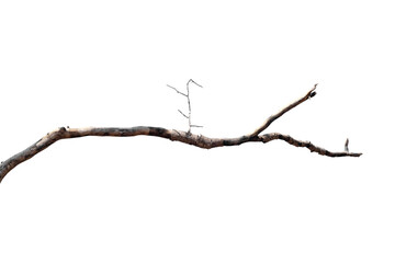 Dry branches, white background, png